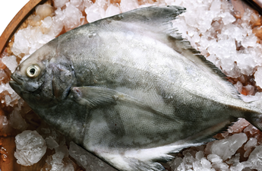 Frozen Black Pomfret