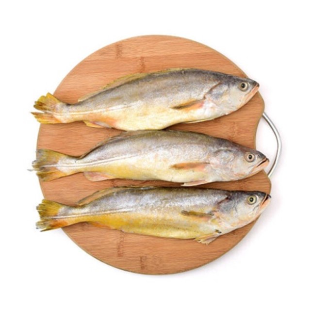 Frozen Croaker Fish