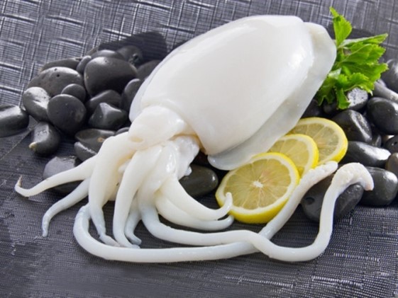 Cuttlefish