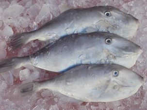 Frozen Leather Jacket Fish