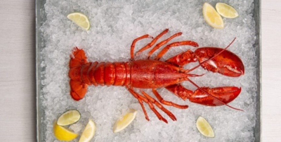 Lobster.jpg