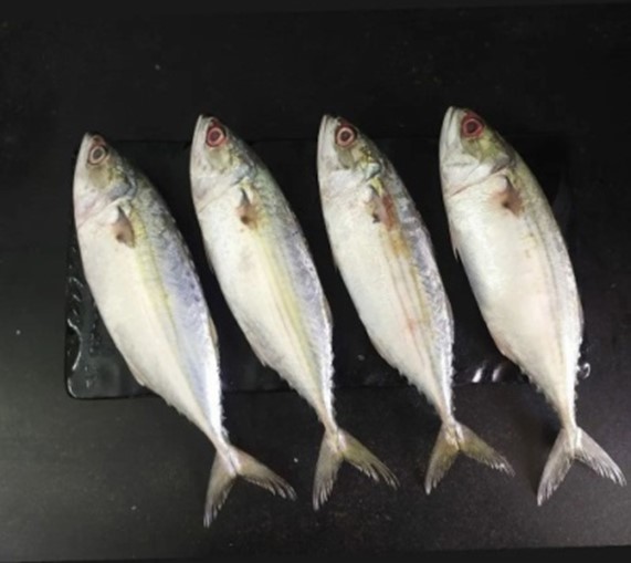 Frozen Indian Mackerel