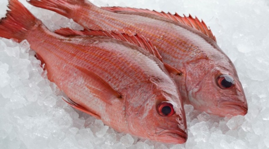 Frozen Red Snapper