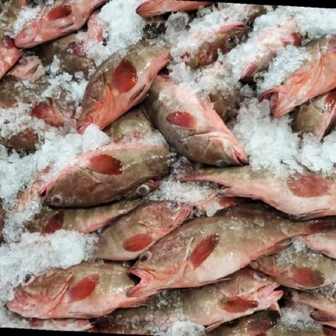 Frozen Reef Cod