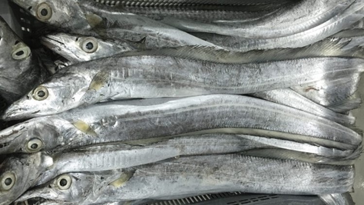Frozen Ribbonfish