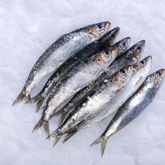Frozen Sardines