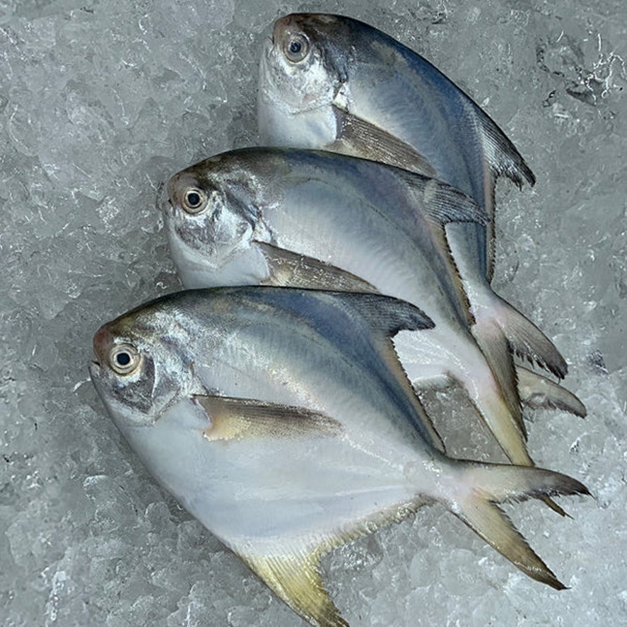 Frozen Silver Pomfrets