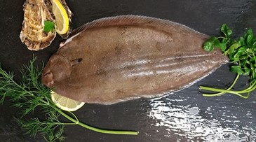 Frozen Sole Fish
