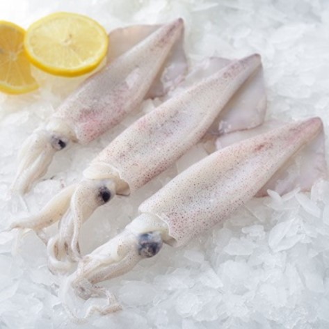 Frozen Squid