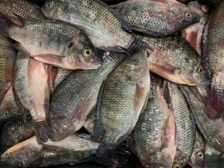 Frozen Tilapia