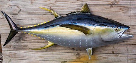 Frozen Yellowfin Tuna Fish